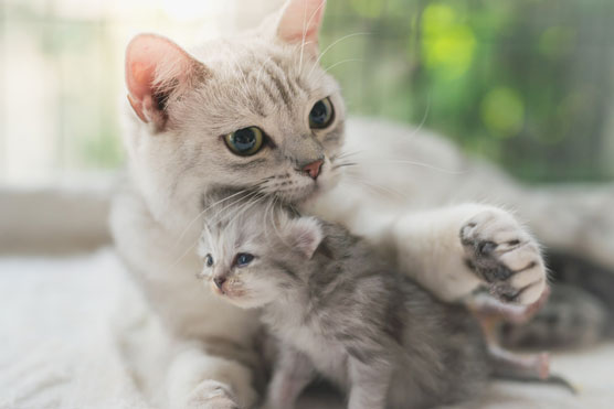 Katzen für eine Familie heute Spickzettel