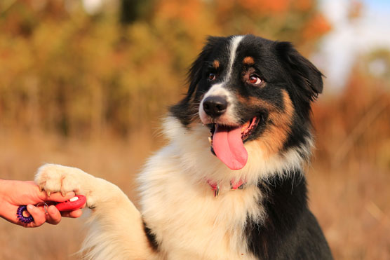 Hundetraining für einen FamilyToday Spickzettel