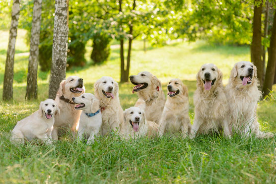 Golden Retriever für einen FamilyToday Spickzettel