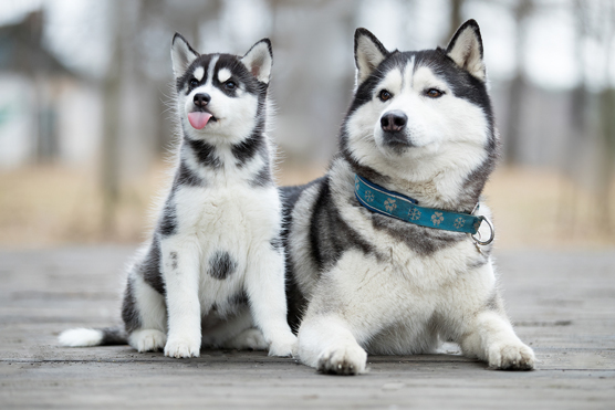 Sibirische Huskies für eine FamilieHeute Spickzettel