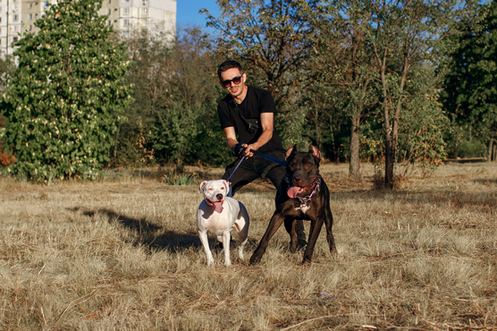 10 Möglichkeiten, dem Ruf des Pitbulls zu helfen