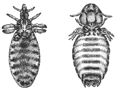 So kontrollieren Sie externe Parasiten bei Ihren Ziegen