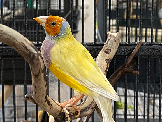 Wählen Sie Ihren Vogel: Die besten Vögel für Anfänger