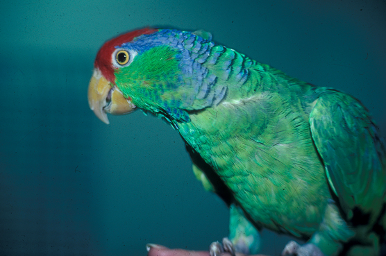 Wählen Sie Ihren Vogel: Die besten Vögel für Anfänger