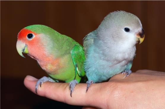 Wählen Sie Ihren Vogel: Die besten Vögel für Anfänger