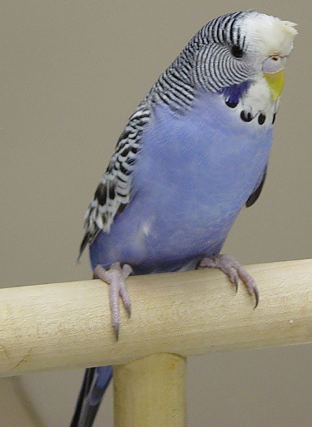 Wählen Sie Ihren Vogel: Die besten Vögel für Anfänger