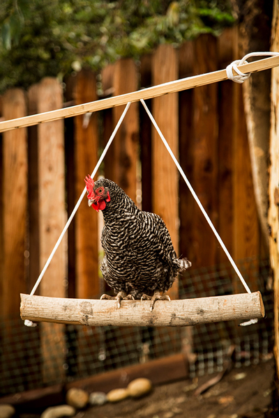 Wählen Sie Ihren Vogel: Die besten Vögel für Anfänger