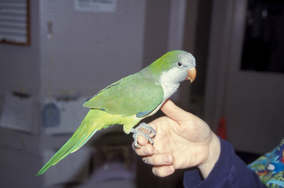 Wählen Sie Ihren Vogel: Die besten Vögel für Anfänger