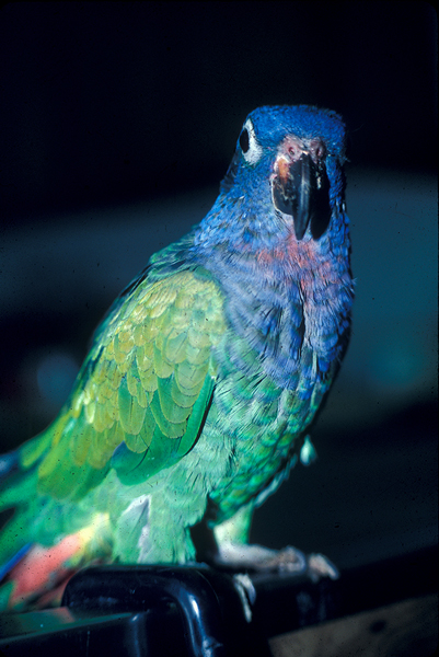 Wählen Sie Ihren Vogel: Die besten Vögel für Anfänger