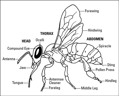 Wie man die grundlegenden Körperteile von Honigbienen identifiziert