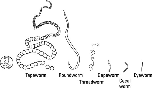 Parasitäre Würmer bei Hühnern
