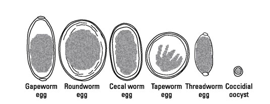 Parasitäre Würmer bei Hühnern
