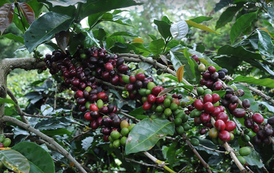 Der Lebenszyklus von Kaffee: Vom Samen bis zur Ernte