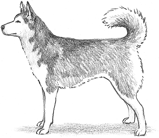 Der Siberian Husky Breed Standard