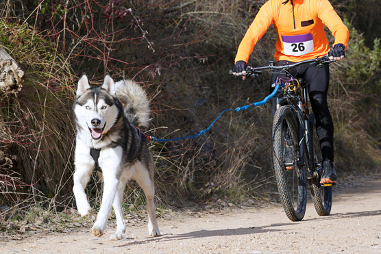 10 tolle Aktivitäten für Siberian Huskies