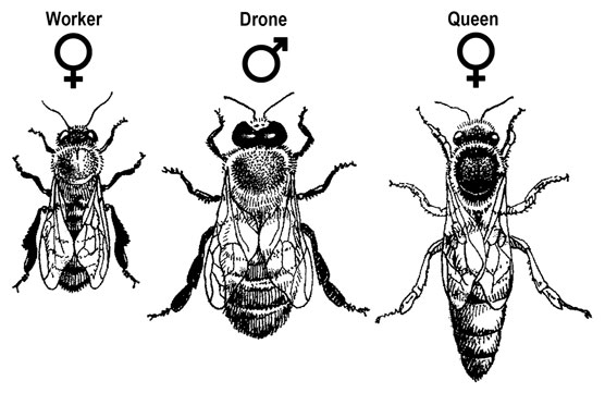 Wie man die 3 Bienenkasten identifiziert