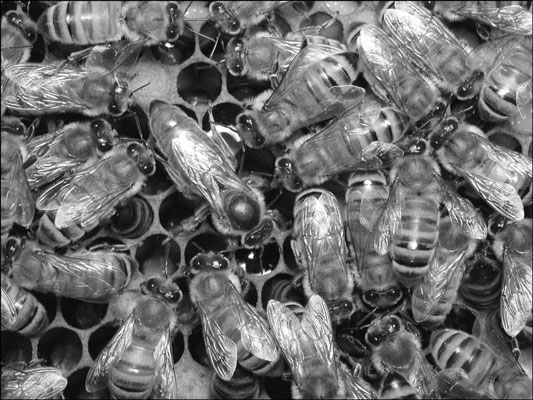 Wie man die 3 Bienenkasten identifiziert