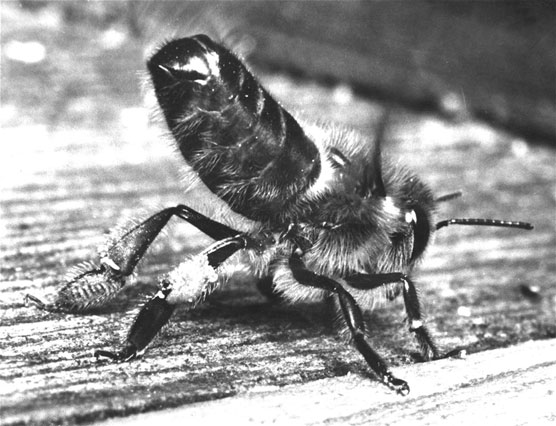 Wie man die 3 Bienenkasten identifiziert