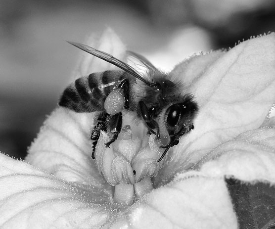 Wie man die 3 Bienenkasten identifiziert