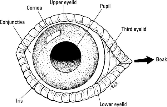 Sehschwäche und wunde Augen bei Hühnern