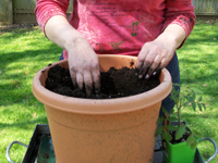 Container Gardening: So pflanzen Sie Gemüse in Töpfen