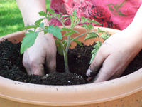 Container Gardening: So pflanzen Sie Gemüse in Töpfen
