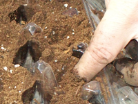 Container Gardening: So pflanzen Sie Gemüse in Töpfen