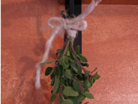 Trocknen von frischen Kräutern