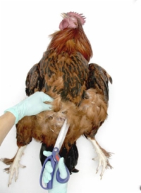 Ein Huhn obduzieren: Die inneren Organe