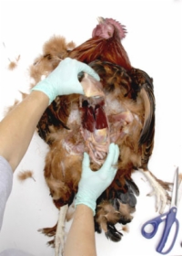 Ein Huhn obduzieren: Die inneren Organe