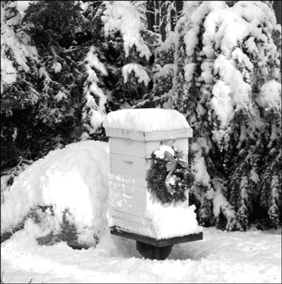 Wie man einen Bienenstock im Winter hält