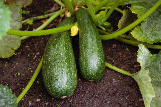 Die 5 besten mediterranen Gemüsesorten