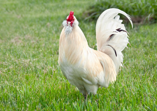 10 Möglichkeiten, beim Aufziehen von Hühnern schick zu werden