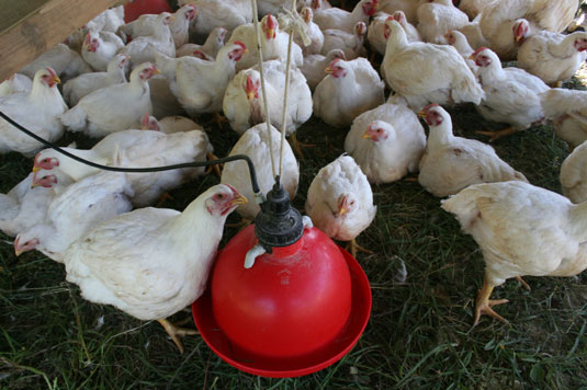 10 Möglichkeiten, beim Aufziehen von Hühnern schick zu werden