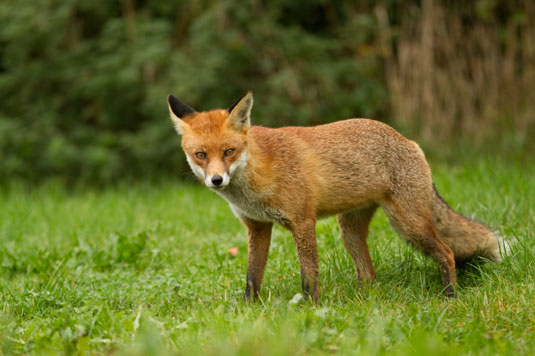 Was Sie von freilaufenden Hühnern erwarten können