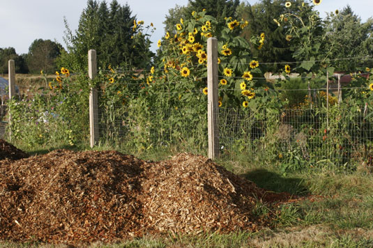 Gemeinsame Softscape-Elemente für Ihren hühnerfreundlichen Garten