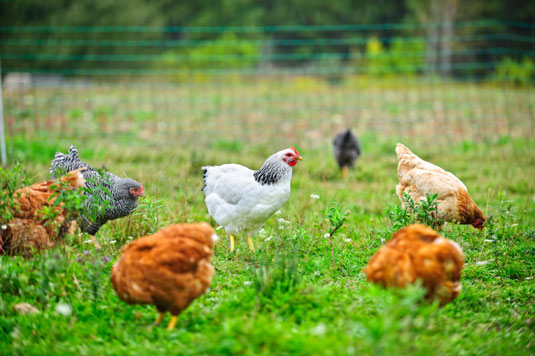 Hühnerverhalten in einem Garten