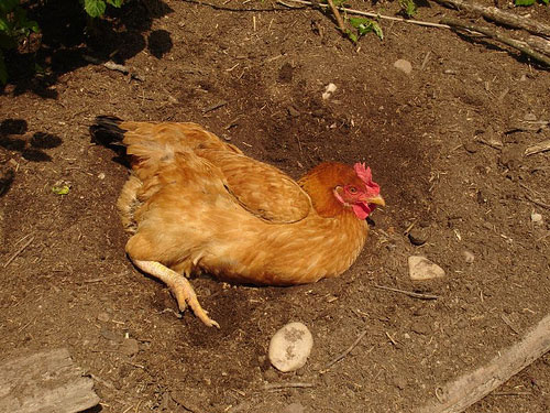 Hühnerverhalten in einem Garten