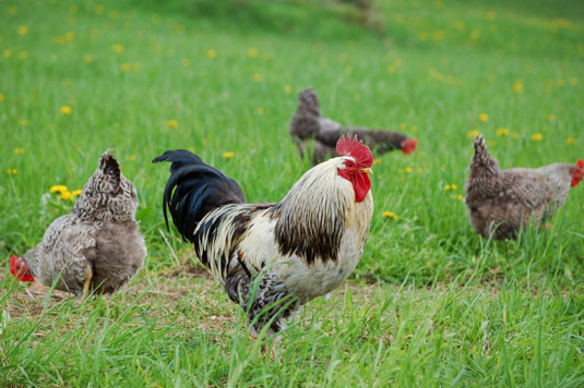 Hühnerverhalten in einem Garten
