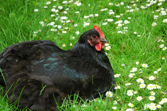 So wählen Sie die richtigen Hühnerrassen für Ihre Gartenbedürfnisse aus