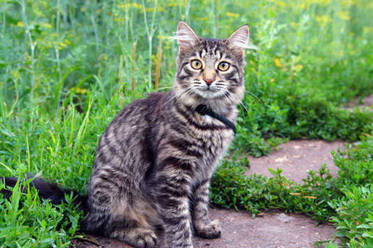 8 häufige Raubtiere Ihrer freilaufenden Hühner