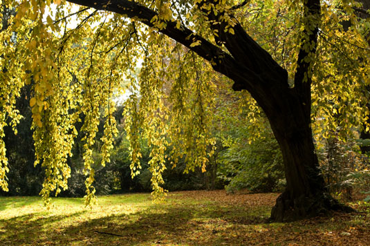 5 Pflanzen, um eine feuchte Stelle in Ihrem Hühnergarten zu reparieren