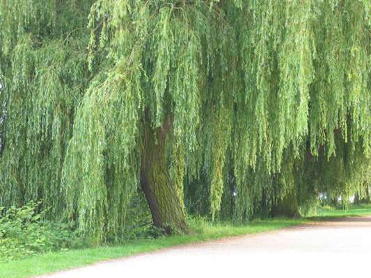 5 Pflanzen, um eine feuchte Stelle in Ihrem Hühnergarten zu reparieren