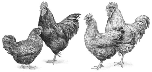 7 Kategorien von Hühnerrassen