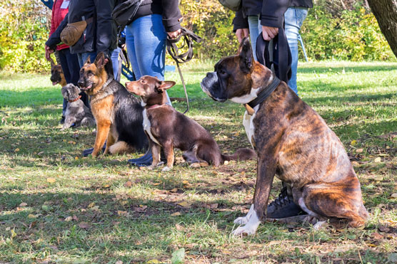 So wählen Sie ein Hundetrainingsmodell aus