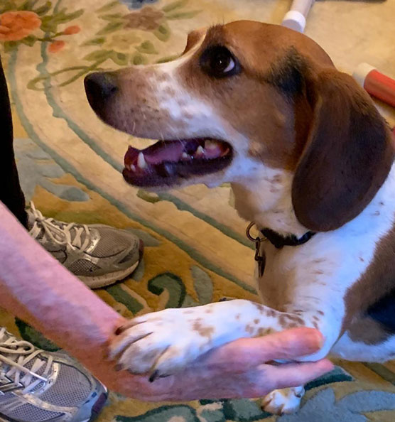 Hundetraining: Bringen Sie einem Hund das Schütteln und High Five bei