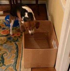 Hundetraining: Bringen Sie Ihrem Hund bei, sich in einer Box zu verstecken