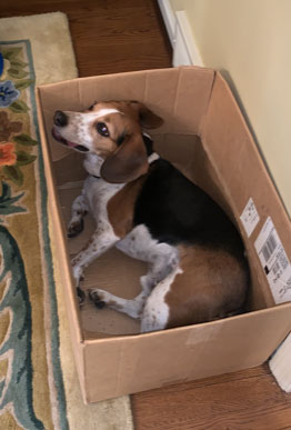 Hundetraining: Bringen Sie Ihrem Hund bei, sich in einer Box zu verstecken