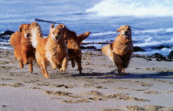 Wie man sich um ältere Golden Retriever kümmert
