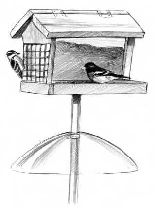 Vogelfutter kaufen